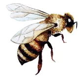 bee